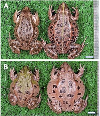 The Distributions and Boundary of Two Distinct, Local Forms of Japanese Pond Frog, Pelophylax porosus brevipodus, Inferred From Sequences of Mitochondrial DNA